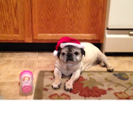dog WITH A CUP!!!!!!!!!!!!!!!!!!!!!