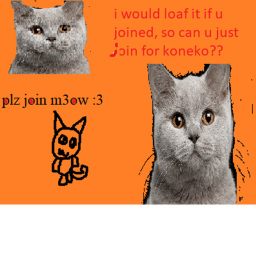 Kitten Ships