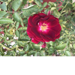 FLOWER SQAUD <3