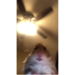 -Staring hamster group-