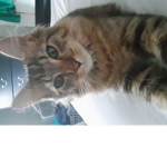 Tiger_girl