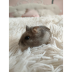 Hamster team :
