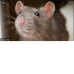 *Rat sanctuary*