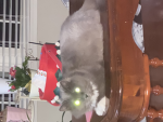 Galaxy Kitty Cats