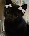 VIXRR