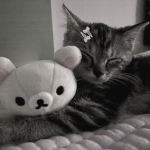 + cutie cats