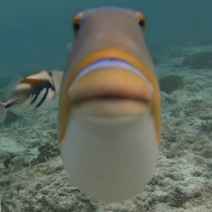 Fish image