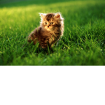 The Kitty Cat Group :3