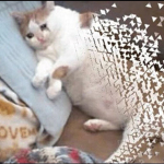 00f raid