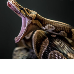 The PythonsIOO