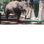 trades y amigos ;3