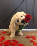 people love dogs