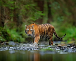 Tiger stripes Offer