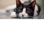 Club des Chats