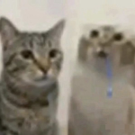 hsdbhabhjdhs