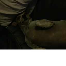 Dogs is the are the best LOL's Place Number: 0