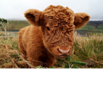 fluffy cow cult