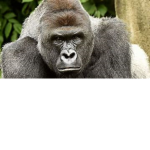 THE GORILLA GANG AND MONKE