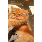 Rital_123y