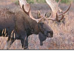 Your girl moose plays