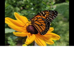 The Intelligent Butterflies