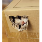 Nice relaxing boxes