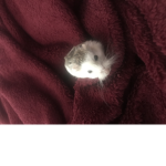 Hamster cults United