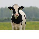 TEAM COW!!!!!!!!!!