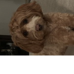 Sophie gives robux