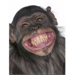 The monkey ;)