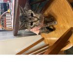 Knights of Meow