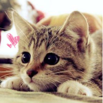 ~kitten Club!~