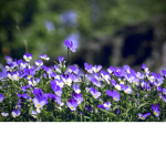 Team violets!