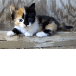 Kitten's donation