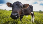 FatCow