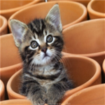 Kitties Rock!!