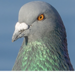 The Pigeon Playz Group