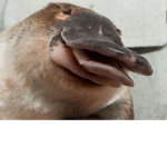 PLATYPUS GANG SWAG