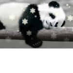 lovely panda qt’s