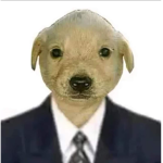 Team// PERROS