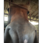 #horsegirl4eva Squad