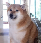 The wow dogs