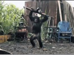 Epic Monkeys.