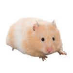 The Rat Group 5675