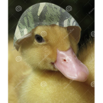 Duck army pro club
