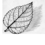 leafo fam