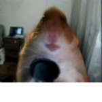 XENASI