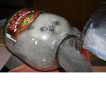 Pop cat pop pop pop