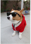 CORGI VIBES AND PET TALK TOO!