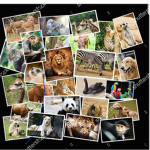 SAVE THE ANIMALS FOUNDATION